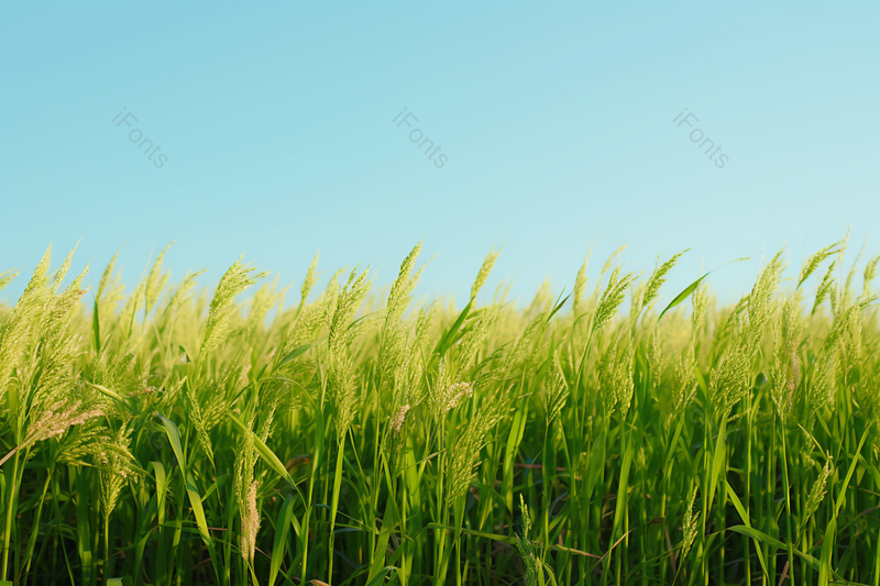 芒种时节成熟水稻蓝天白云下的稻田摄影真实,高清,摄影图,摄影图片,图片大全,摄影图免费下载
